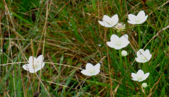 Grass of Parnassus