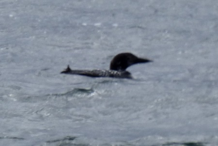 Great Northern Diver