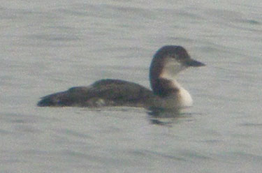 Great Northern Diver