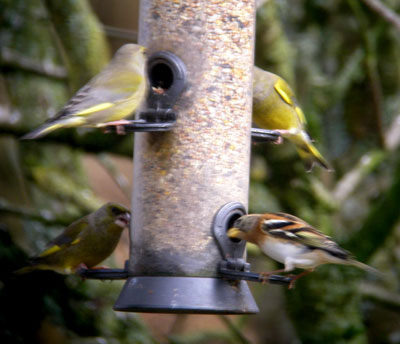 Greenfinch's and Brambling