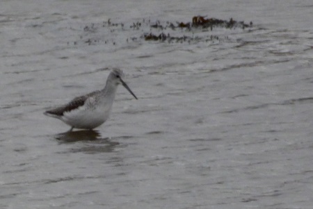 Greenshank