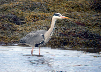 Grey
                            Heron at Croig