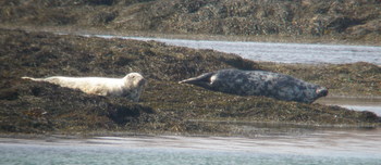 Grey Seals