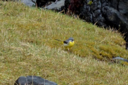 Grey Wagtail