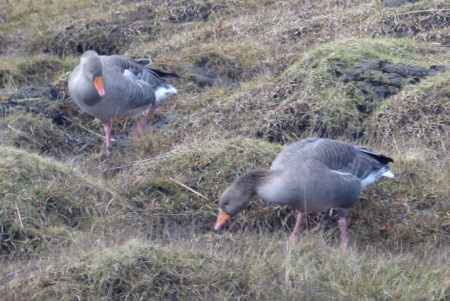 Greylag Geese