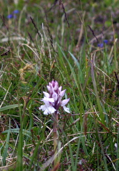 Heath spotted orchid