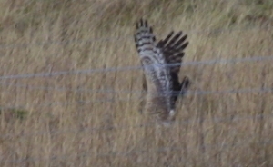 Hen Harrier hunting
                                              3