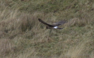 Hen Harrier hunting
                                              1