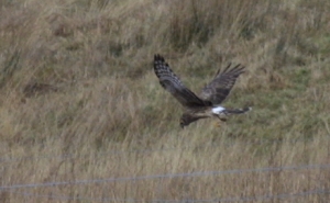 Hen Harrier hunting
                                              2