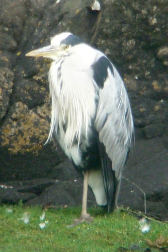 Heron