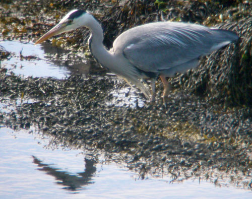 Heron and reflection