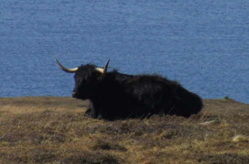 Highland Cow