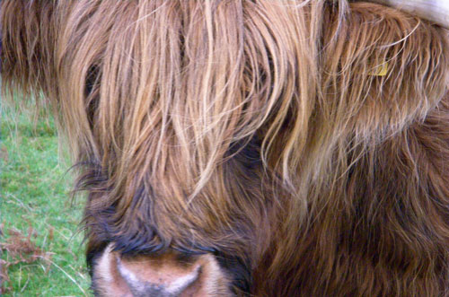 Highland Cow