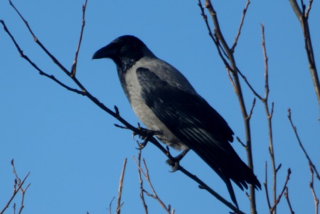 Hooded Crow