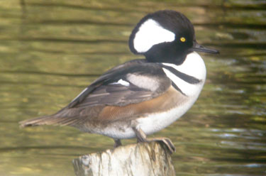 Hooded Merganzer Oct13