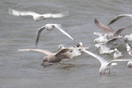 Iceland Gull 1st winter