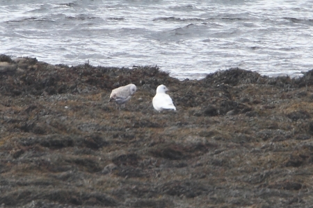 Iceland Gull