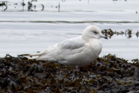 Iceland Gull Tob