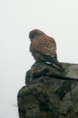 Kestrel on rock