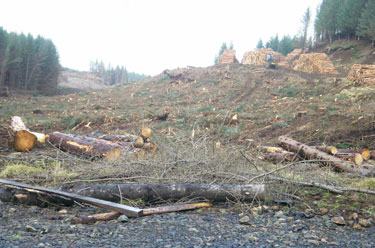 Langamull felled forest