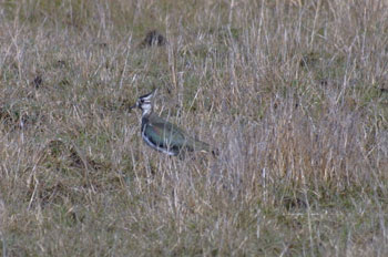 Lapwing