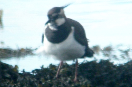 Lapwing Mar14