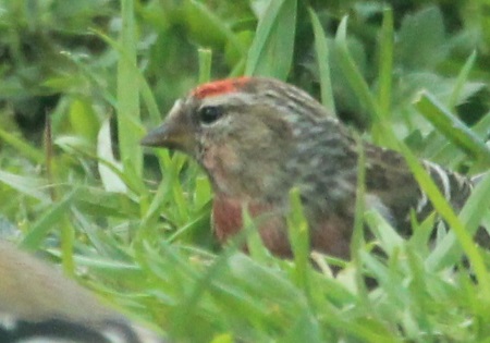 Lesser Redpoll
                                              Ardrioch Farm MD