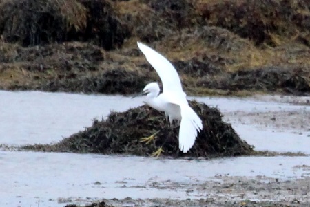 Little Egret MD