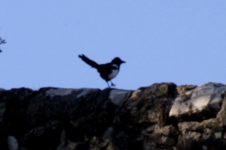 Magpie