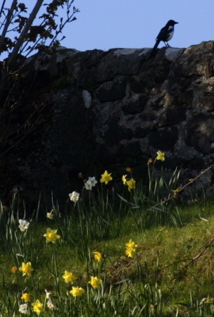 Magpie and daffodils