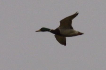 Mallard flying