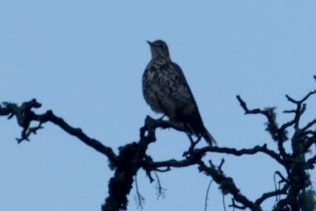 Mistle Thrush