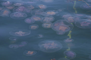 Moon Jellyfish