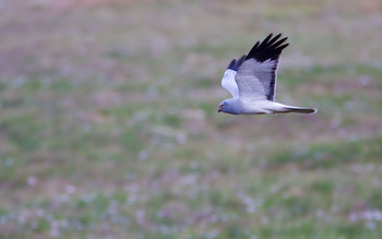 Hen Harrier taken by David
                                      Mitchell