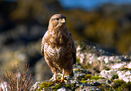 Common Buzzard taken by David
                                      Mitchell