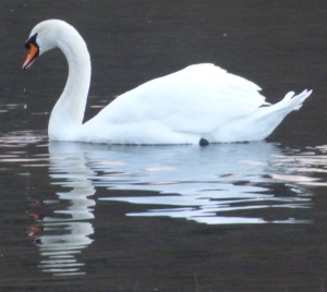 Mute Swan