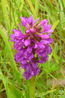 Northern Marsh Orchid