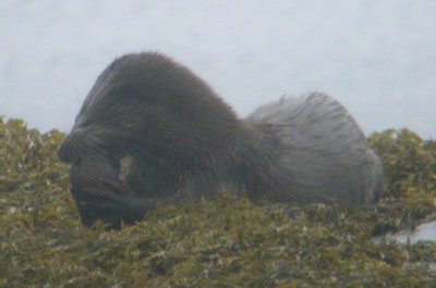 Otter eating a fish