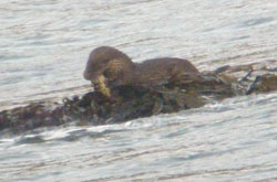 Otter fish in mouth