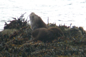 Otter having a scratch