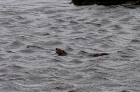 Otter in water