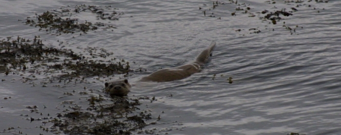 Otter looking at us