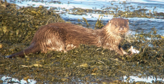 Otter looking at us