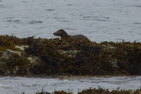 Otter on a spit