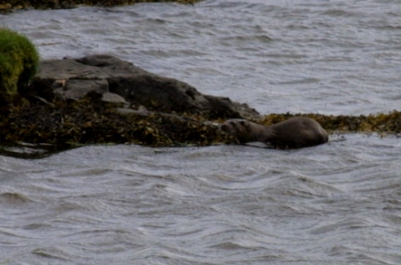 Otter on a rock