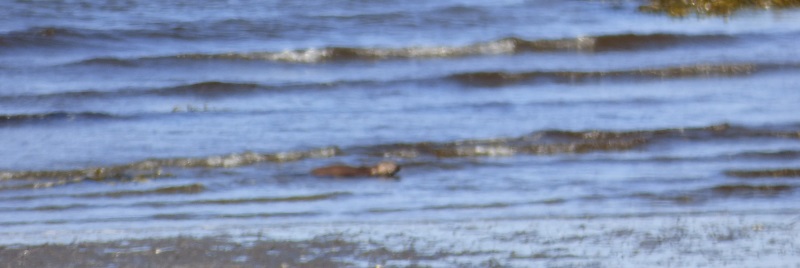 Otter riding the surf