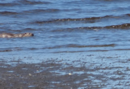 Otter surfing