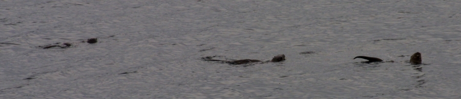 Otters 3