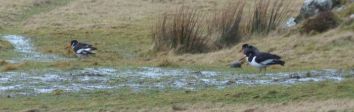 Oystercatchers in a puddle