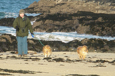 Pam and the dogs at
                                      Langamull